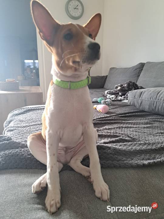 Basenji szczenięta Słupsk sprzedam