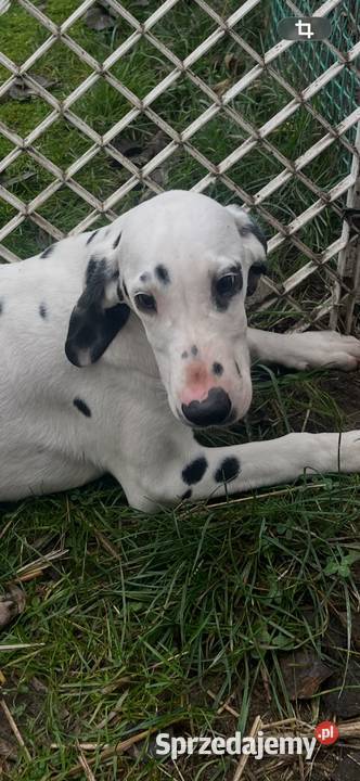 Dalmatyńczyk Dalmatyńczyki Szczeniak Już Gotowa Józefów