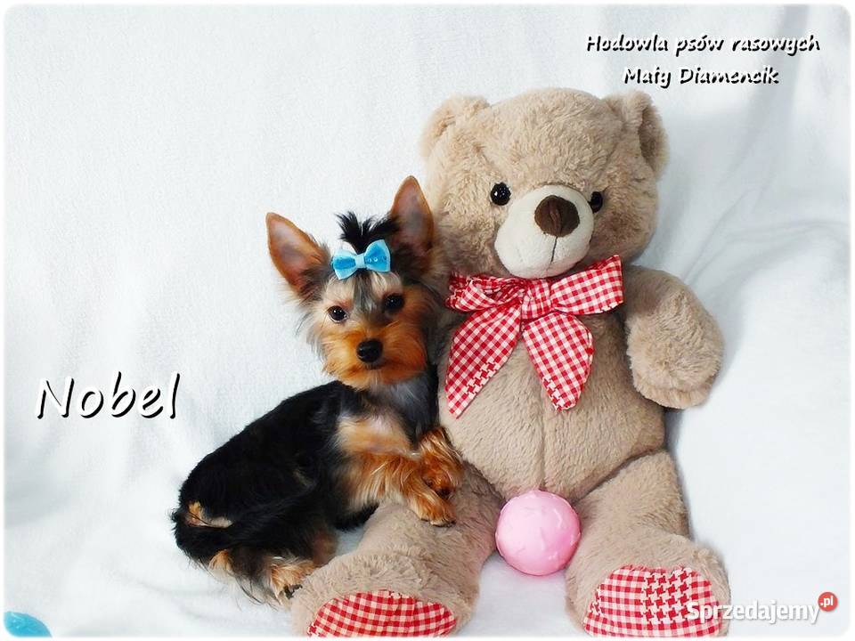 York Yorkshire Terrier Malutki Mini Piesek NOBEL York sprzedam