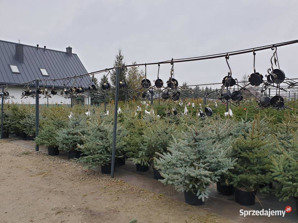 CHOINKI CHOINKA ŚWIERK JODŁA KAUKASKA 30 Rydzyny