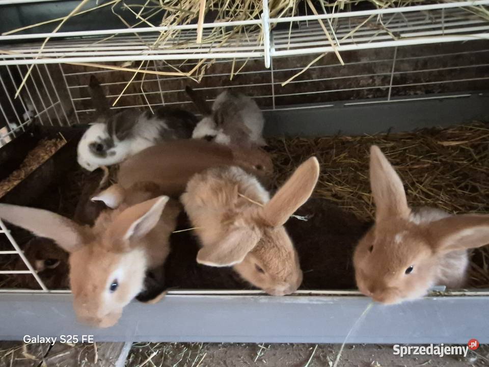 Króliki mieszańce podkarpackie Dylągowa