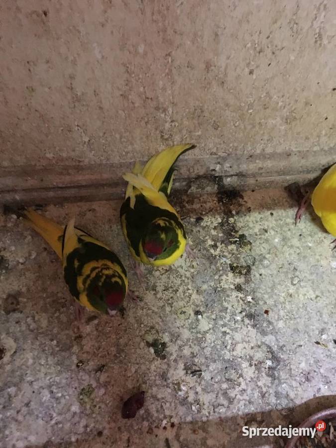 Papugi kozie Mondrolotki sprzedam Głowno sprzedam