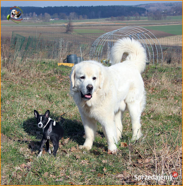 Basenji szczenięta FCI Barczewo