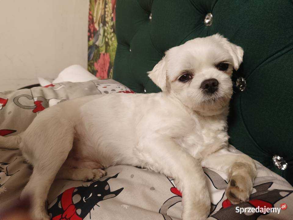 Reproduktor maltanczyk FCI zhpruci Opole Lubelskie