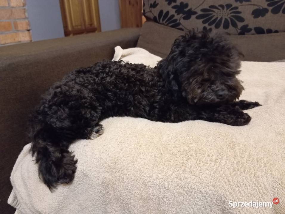 Hawana sunia rasy Rosyjska Bolonka Kolorowa Pozostałe sprzedam