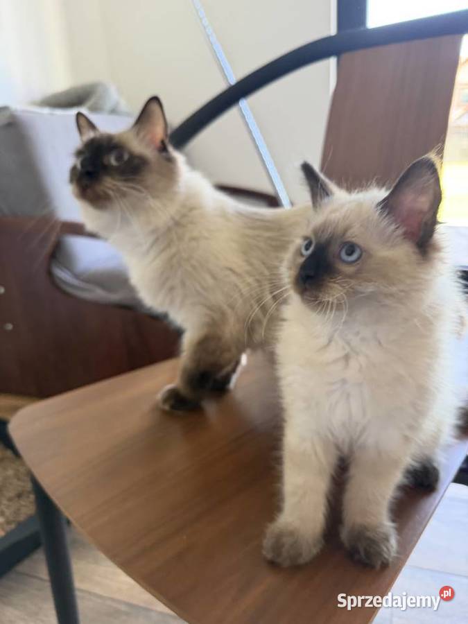 Kocurek Ragdoll gotowy do przeprowadzki kujawsko-pomorskie Inowrocław sprzedam