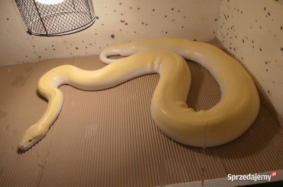Python bivittatus Ivory para 11 śląskie Sosnowiec