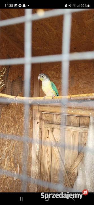 Rozelle ruodsterki Ruda Wieczyńska