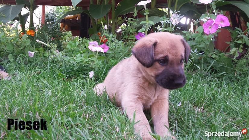 Psy szczeniaki 5 tygodni Odrobaczone Krzątka sprzedam