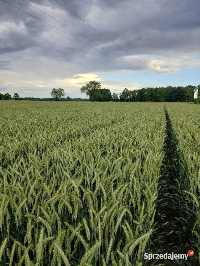 Sprzedam pszenzyto centrali 1 Dąbrowa Tarnowska