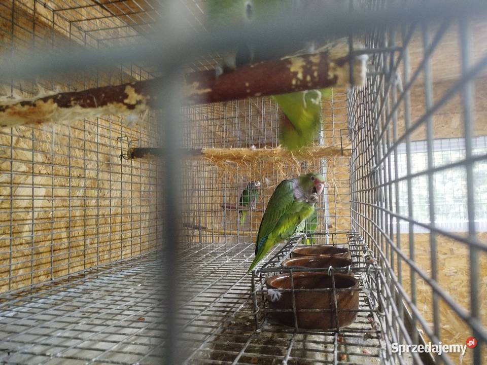 Amazonka lilioglowy Siedlce