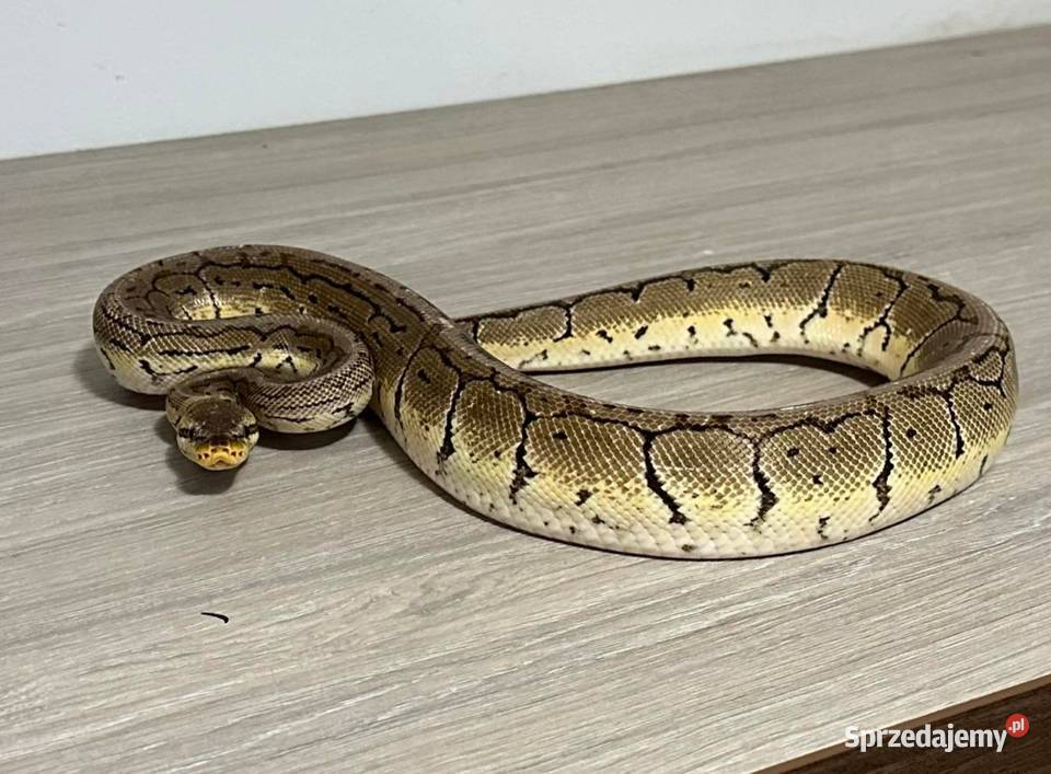 Pytony Królewskie Regius Kalwaria Zebrzydowska