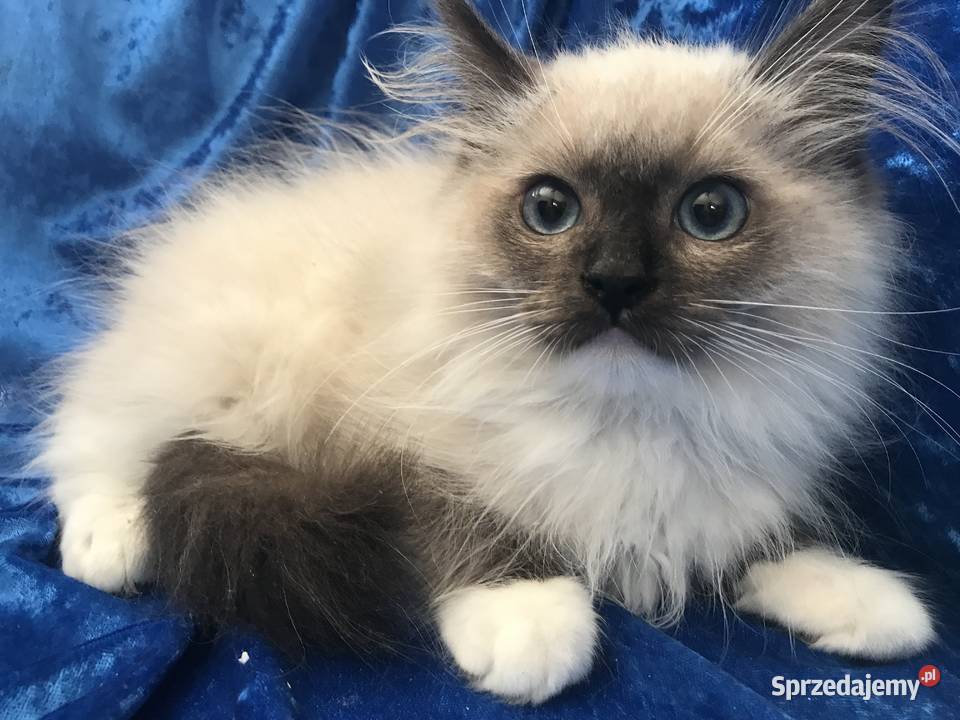 Rodowodowe kocięta Ragdoll Brzeg