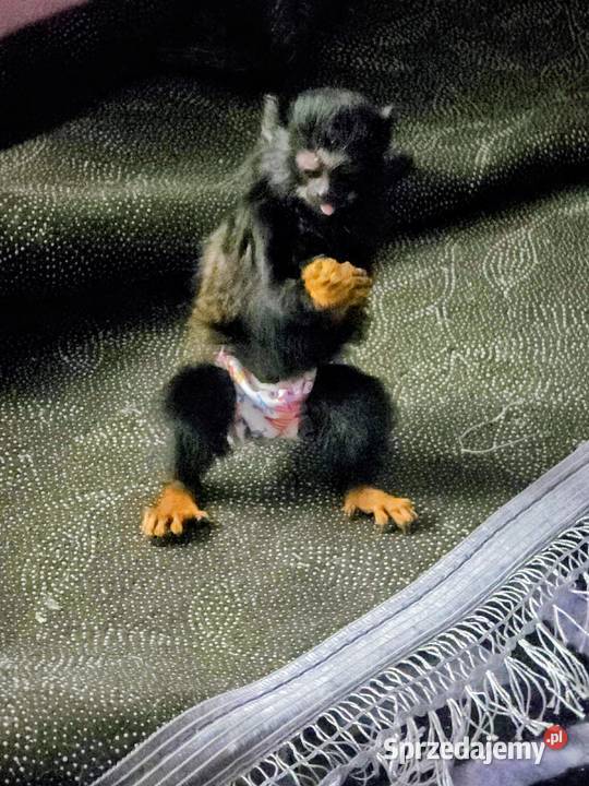 Tamaryna złotoręka Zduny