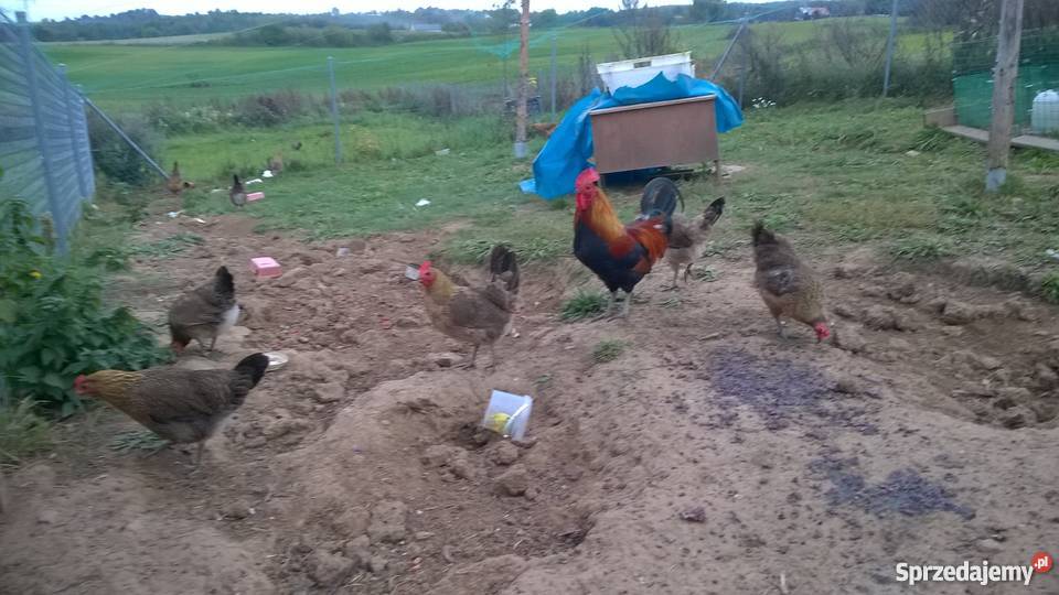 kogut zielononóżki kuropatwianej sprzedam Giżycko