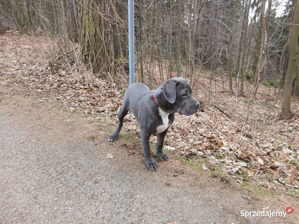 Alano Espanol suczka Świdnica Polska