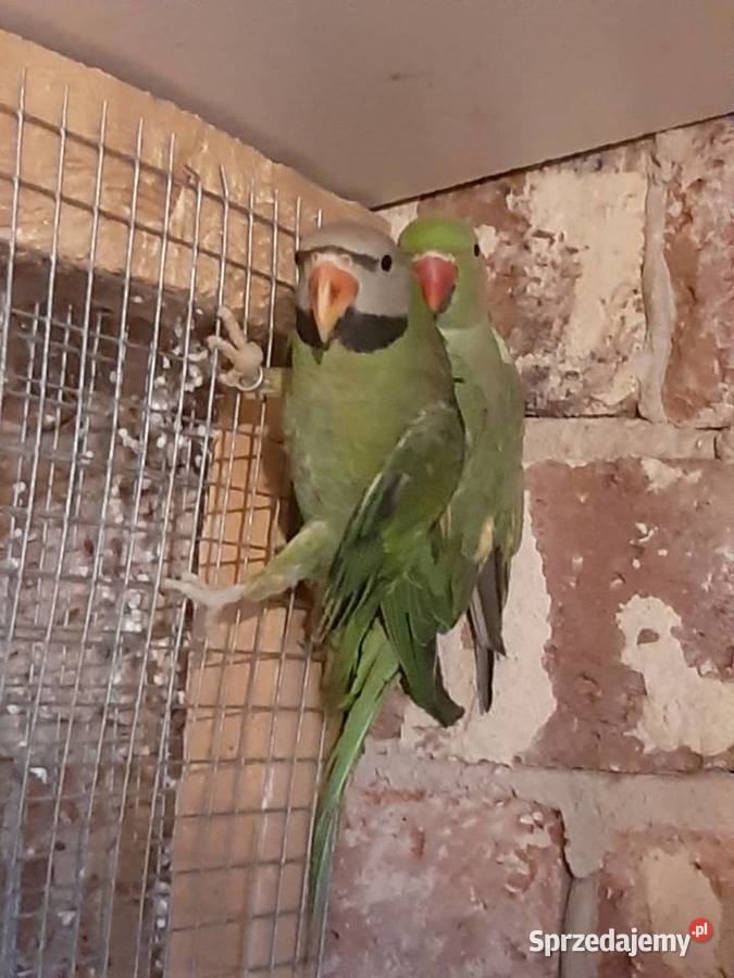 Aleksandrety różowopierśne i obrożne Zwierzęta śląskie Czerwionka-Leszczyny