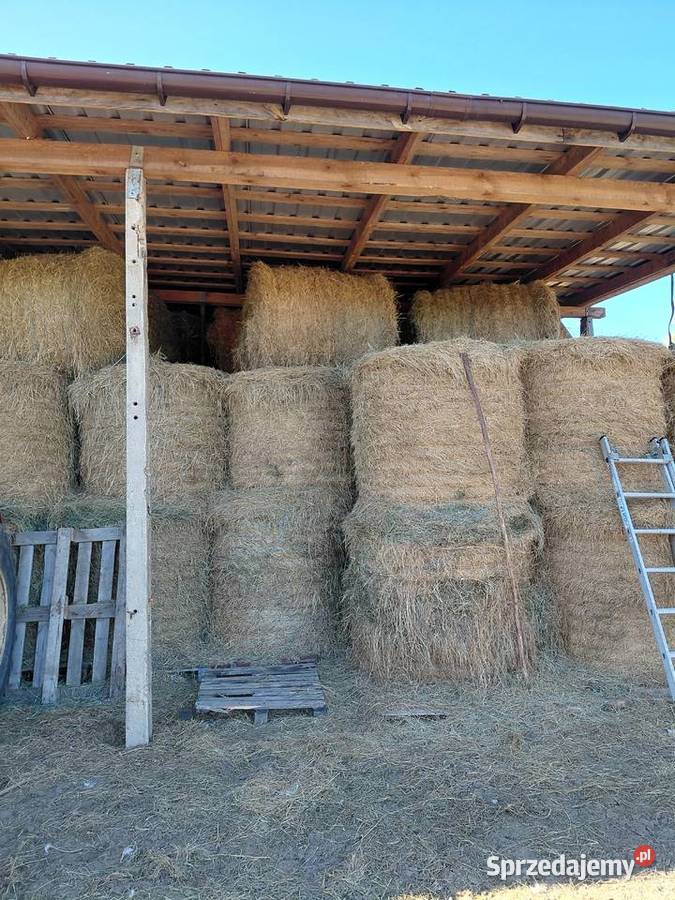 Siano w belach Trawy, słoma Katarzyn