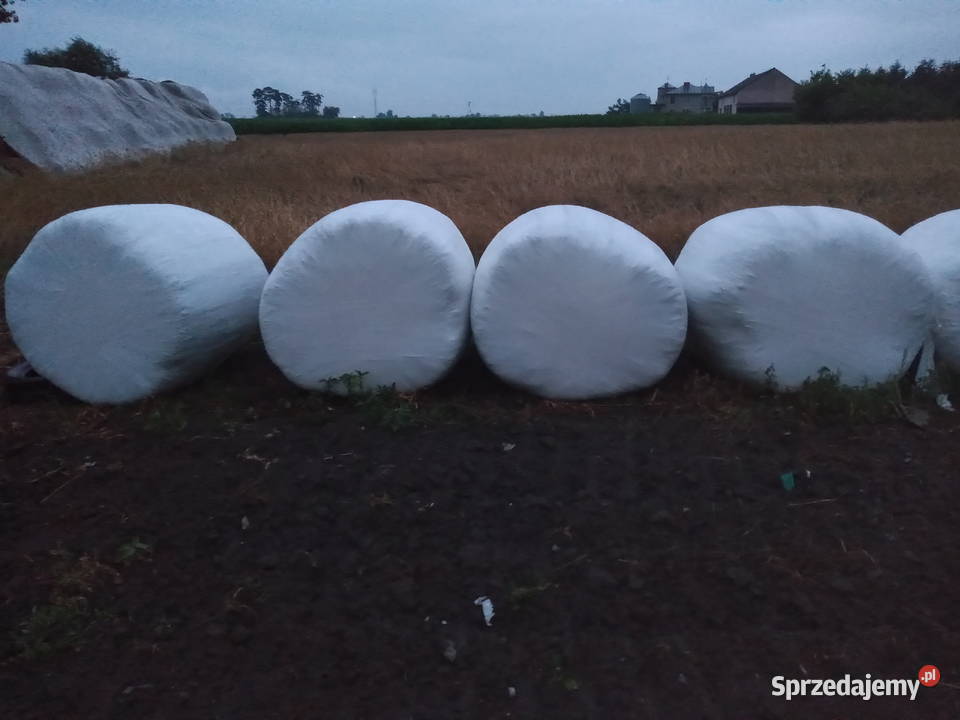 Lucernę sprzedamsianokiszonkę Kujawka sprzedam