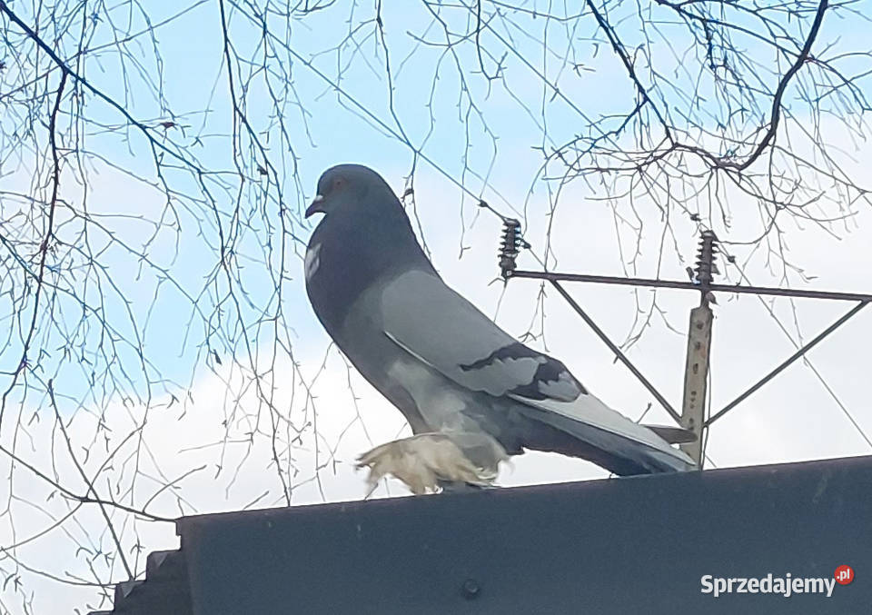Garłacz pomorski para parzysta gołębie Ptaki Iwonicz