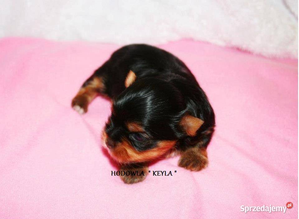 Yorkshire Terrier Śliczne Dziewczynki Maleńkich Olkusz