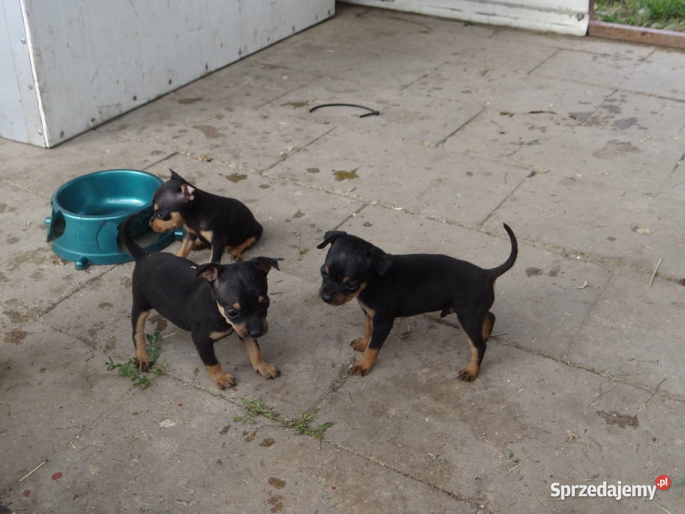 Pinczer ratlerek ratlerki miniaturka Wierzbica sprzedam