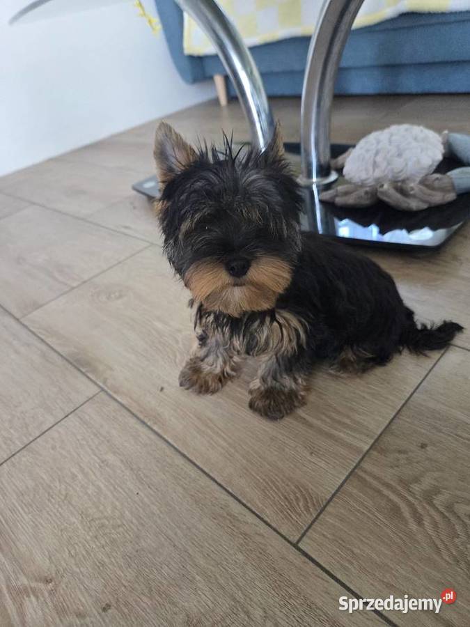 Piesek Rasy York Leśnica
