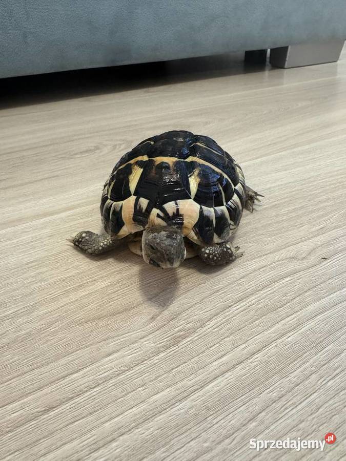 Żółw grecki lądowy Testudo Hermanni lubelskie Lublin