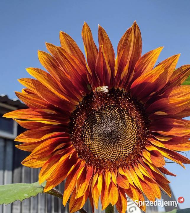 Nasiona słonecznika kwiatowego Kock