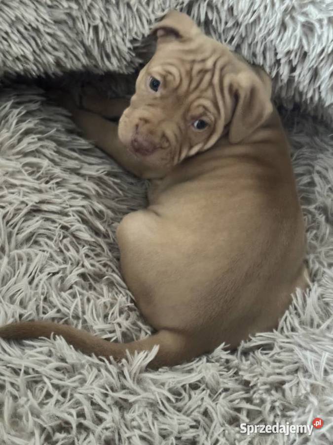 Rednos american Pit bull terrier szczeniaki