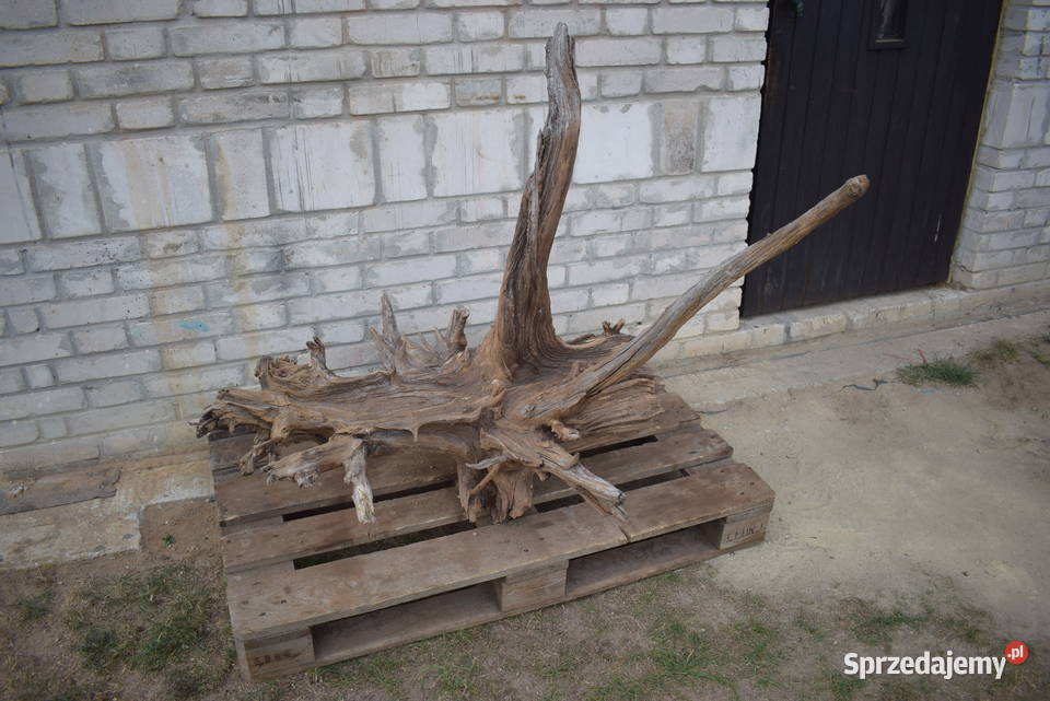 Korzeń ozdobny do ogrodu