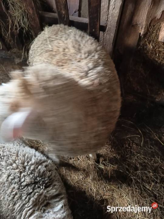 Sprzedam barana Nadzieja