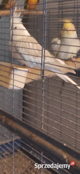 Na sprzedaż NIMFY para samiec i samica Zwierzęta Rawicz