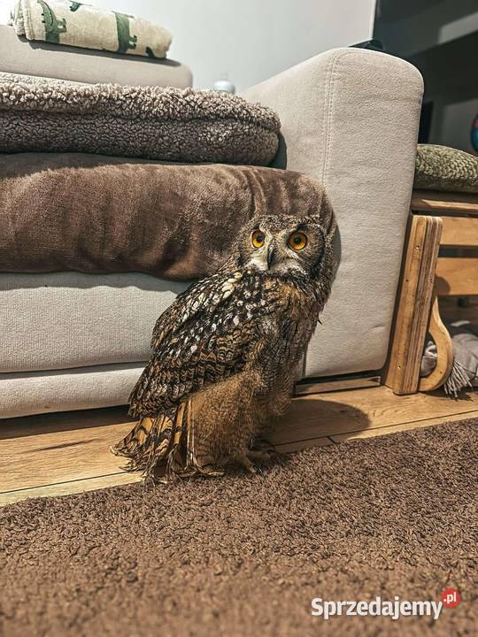 Sowa Puchacz Bengalski Bubo Bengalensis Ręcznie Marklowice Górne