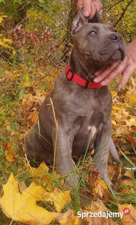 Cane Corso Ksin Fargo Fci Skępe sprzedam