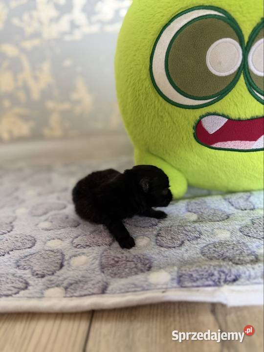 Szpic miniaturowy pomeranian chłopcy Poniszowice