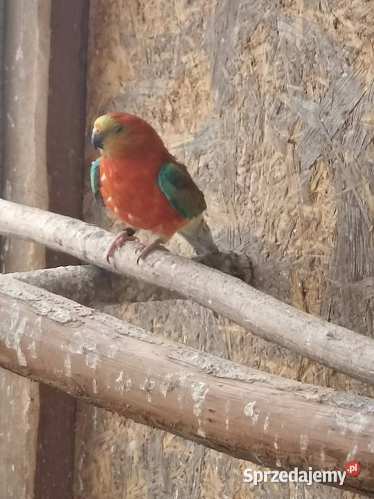 Samiec świergotki 2025 Ptaki łódzkie Albinów