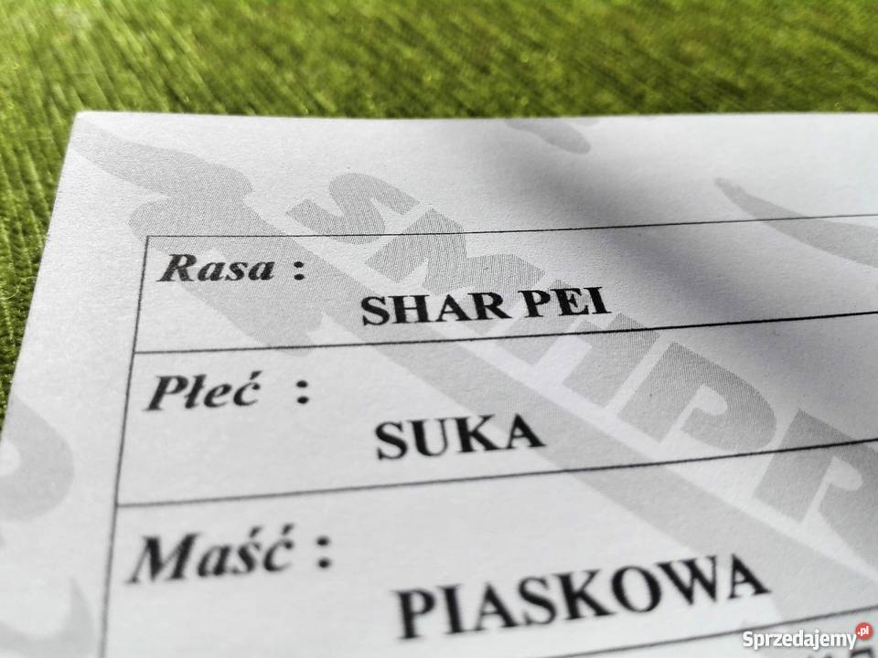 Szczeniak piękna suczka Shar Pei Psy Kraków