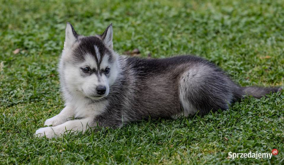 Piękna Sunia jasnoszara Siberian Husky szczenię Wola Zarczycka