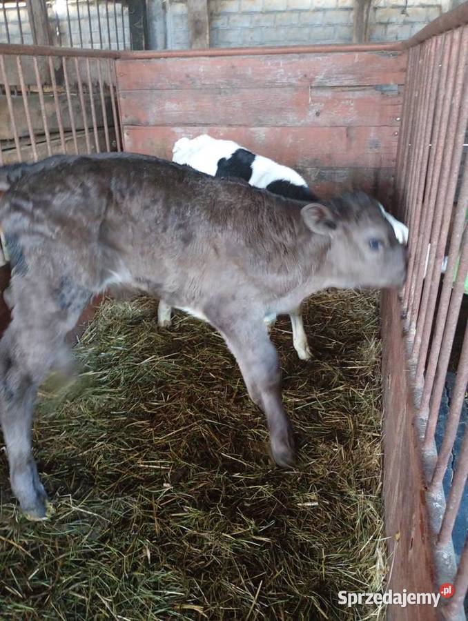Byczki sprzedam