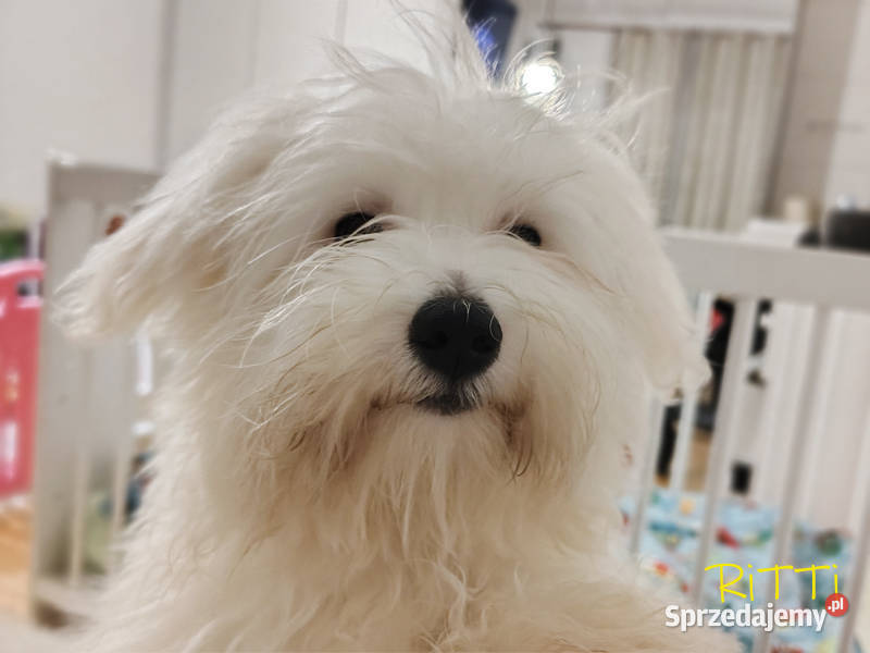 SAMIEC biały piesek Coton De Tulear szczenię Kraków sprzedam