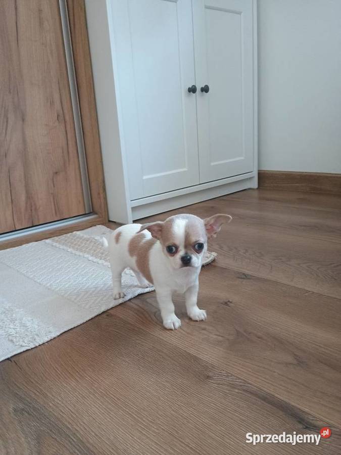 Chihuahua chłopczyk Bursztyn chip rodowód