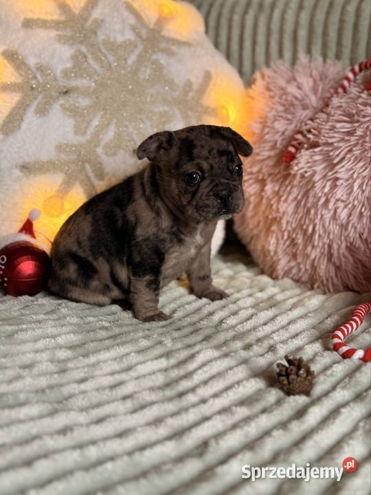 Buldog francuski do rezerwacji Częstochowa