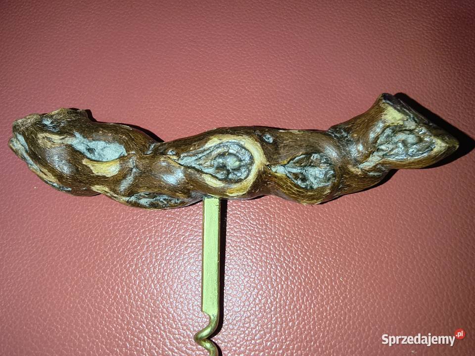 Korkociąg z drzewca korzennego podlaskie Suwałki