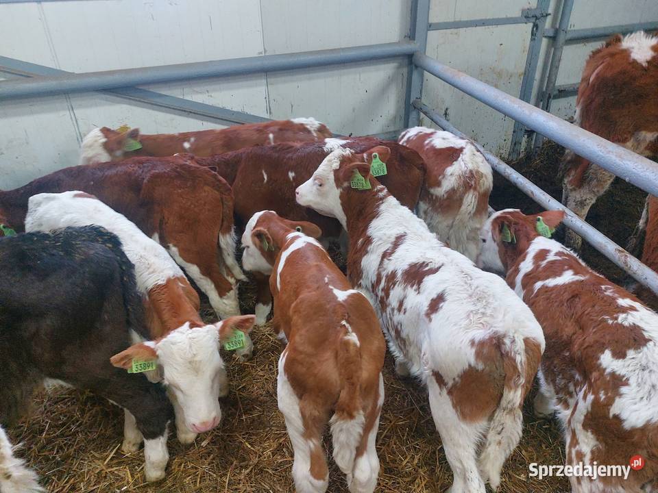 Sprzedam byczki Czyrna