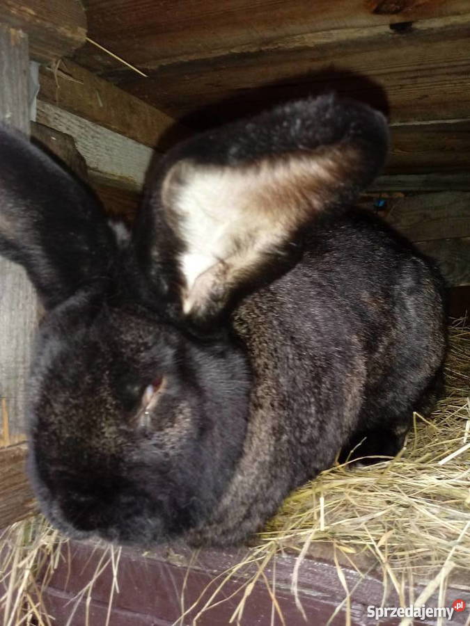 Króliki samiec i samica Belgijskie Więckowy