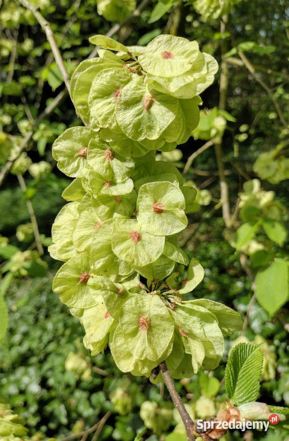 WIĄZ GÓRSKI Ulmus glabra NASIONA 1300 sztuk 10g Lubanie sprzedam
