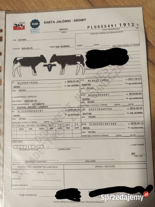 Jałówki wysokocielne hodowlane Milicz sprzedam