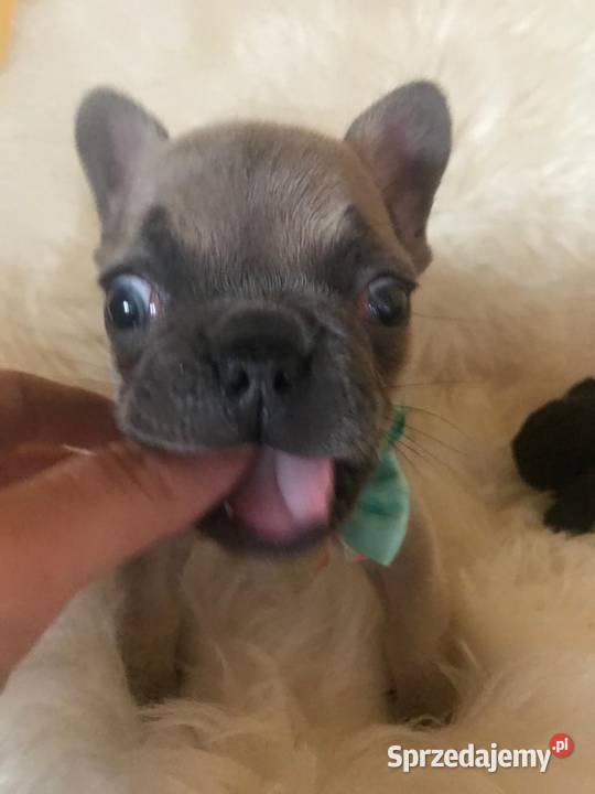 Suczka buldog francuski gotowa do odbioru Bielany Wrocławskie