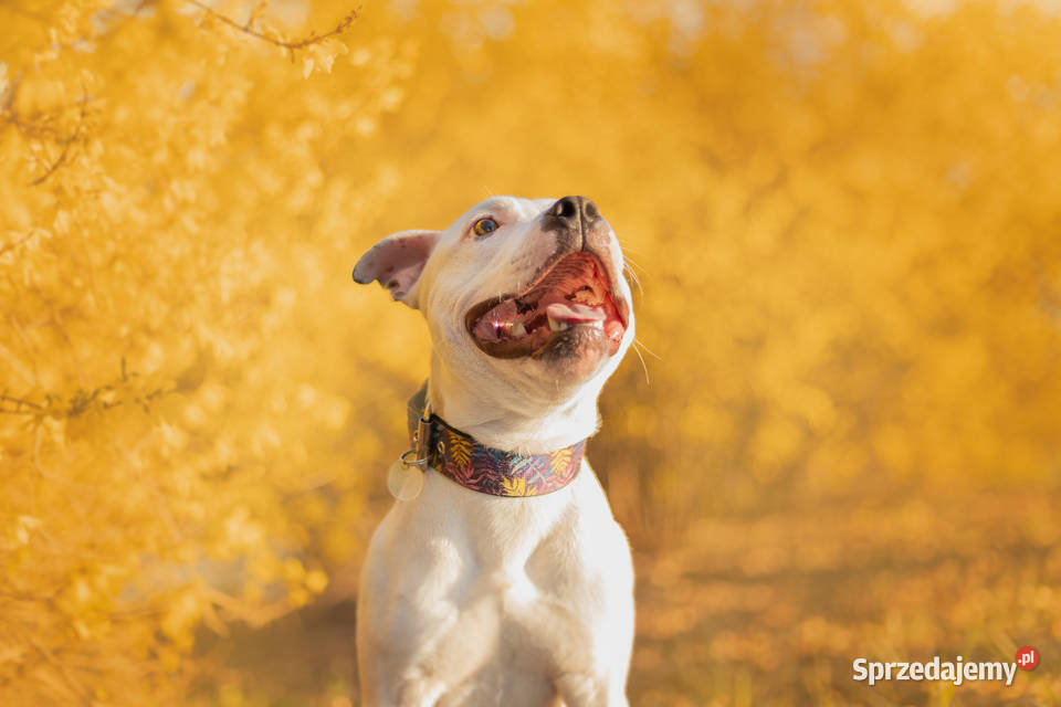 Staffordshire bull terrier Sokołów Podlaski sprzedam